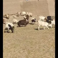 بزو بزقاله قیمت توافقی