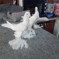 یک جفت کفتر آغ پارپالی