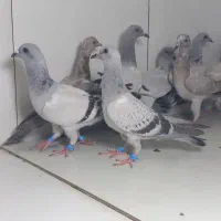 جوجه کرمونی