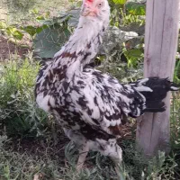 تخم‌مرغ‌لاری‌(اصل‌)|حیوانات مزرعه|اردبیل, |دیوار