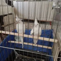 عروس هلندی آلبینو همراه با قفس و لوازم