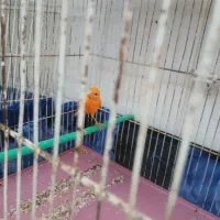 قناری لاکی نر