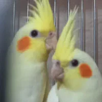 عروس هلندی مولد