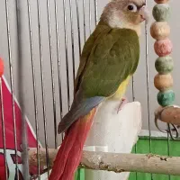 گرینجیک نر ۱ ساله دستی و بی سرصدا