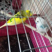 مرغ عشق بالغ آماده ب تخم