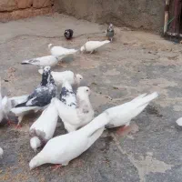 کبوتر|پرنده|ایوان, |دیوار