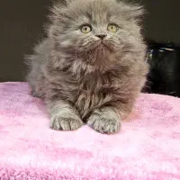 بچه گربه های اصیل و مهربون در اهواز|گربه|اهواز, کیانپارس |دیوار