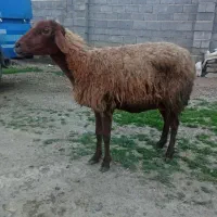 بره جوان