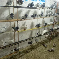 کفتر یه جایی