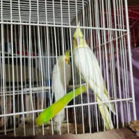 یک جفت عروس هلندی|پرنده|زاهدان, |دیوار