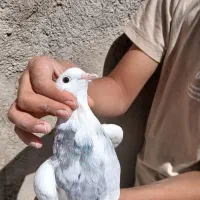 یه جفت دورنگ و لکه دار
