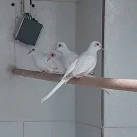 کبوتر خانگی زینتی برلینت|پرنده|اهواز, ۲۰۰۰واحدی|دیوار