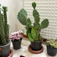 فروش گیاه و گل اپارتمانی شاداب