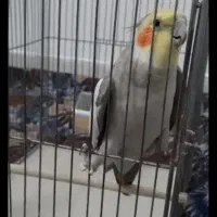 عروس هلندی جفت نر سخنگو و ماده دستی و یک جوجه