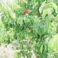 فروش زمین ۲۰۰ متری/درخت آب با سند|فروش زمین و ملک کلنگی|شهریار, شهریار|دیوار