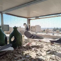 شش عدد ماده سالم سرحال جوان دمگیر|پرنده|شاهین‌شهر, نبوت|دیوار