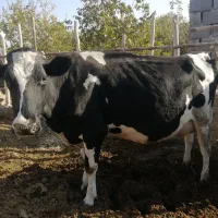 فروش گاوشیری|حیوانات مزرعه|جغتای, |دیوار