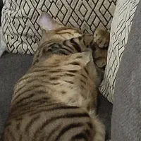 گربه گمشده