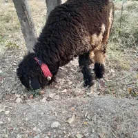 بره قوچ شهر کردی|حیوانات مزرعه|کامفیروز, |دیوار