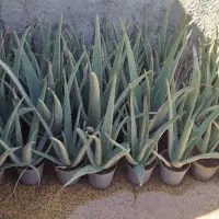 گیاه آلوئه ورا