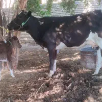گاو خارجی تازه زایده با گوساله ماده خارجی