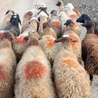 گوسفند شیشک|حیوانات مزرعه|سنندج, |دیوار