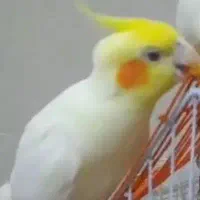 عروس هلندی گمشده