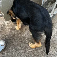 ژرمن شپرد شولاین