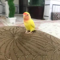 کوتوله گم شده