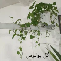 گل طبیعی با گلدون|گل و گیاه طبیعی|چناران, |دیوار