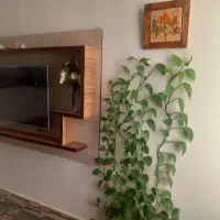 تی وی روم