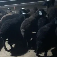بره دورگ افشار پرواری