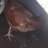 تخم لاری|حیوانات مزرعه|لاهیجان, خالو باغ|دیوار