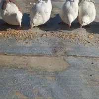 کبوتر معاوضه با عروس هلندی|پرنده|نوبران, |دیوار