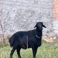 بره و قوچ و میش