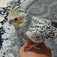 یک عدد عروس هلندی ماده|پرنده|زاهدان, |دیوار