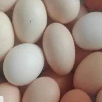 تخم مرغ ارگانیک|خوردنی و آشامیدنی|خمینیشهر, |دیوار