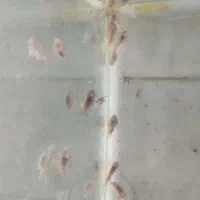 آکواریوم دریا ماهی جدید رسید|ماهی|بیرجند, |دیوار