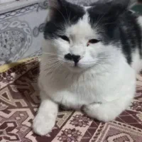 گربه فروشی|گربه|زابل, |دیوار