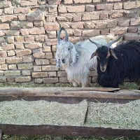 کهره نر و بره نر مناسب  کشت و داشت