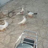نراسبی ماده کاغذی بی کاکول کله دم سبز نروم چتری