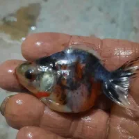 ماهی کاشان عمده|ماهی|کاشان, راوند|دیوار