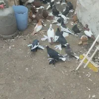 کبوتر الوان 26تا باهم