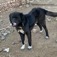 سگ گله|سگ|سده (خراسان جنوبی), |دیوار