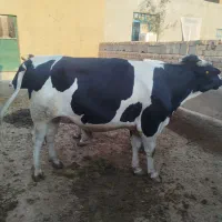 گوساله هلشتاین گوشتی
