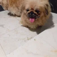 واگذاری سگ پیکنیز امپریال سلطنتی