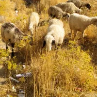 فروش 7راس میش عشایری (فوری)
