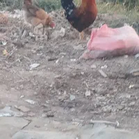 خروس ومرغ عربی اصل