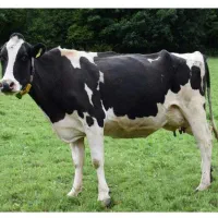 شریک مالی گاوداری