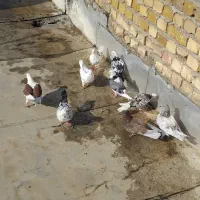 کبوتر|پرنده|کاشان, خرمدشت|دیوار